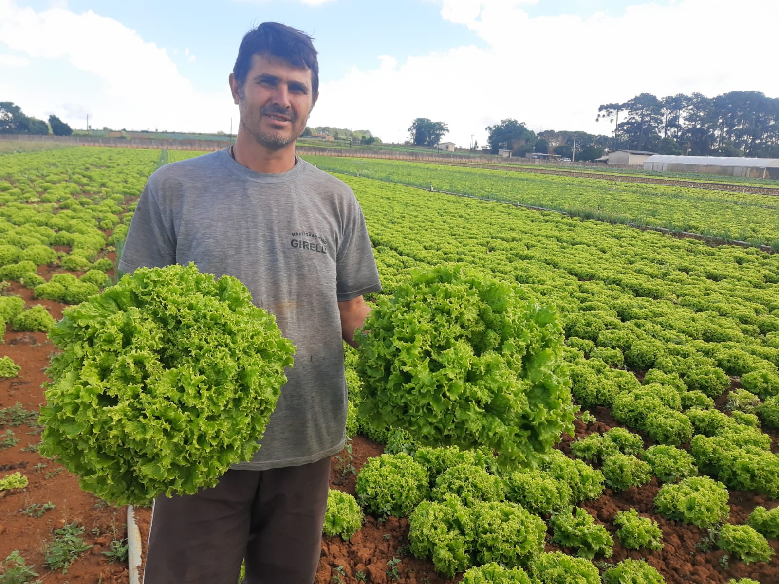 Cultivo de Alface nos Campos Gerais, a HortSet testa novas variedades.