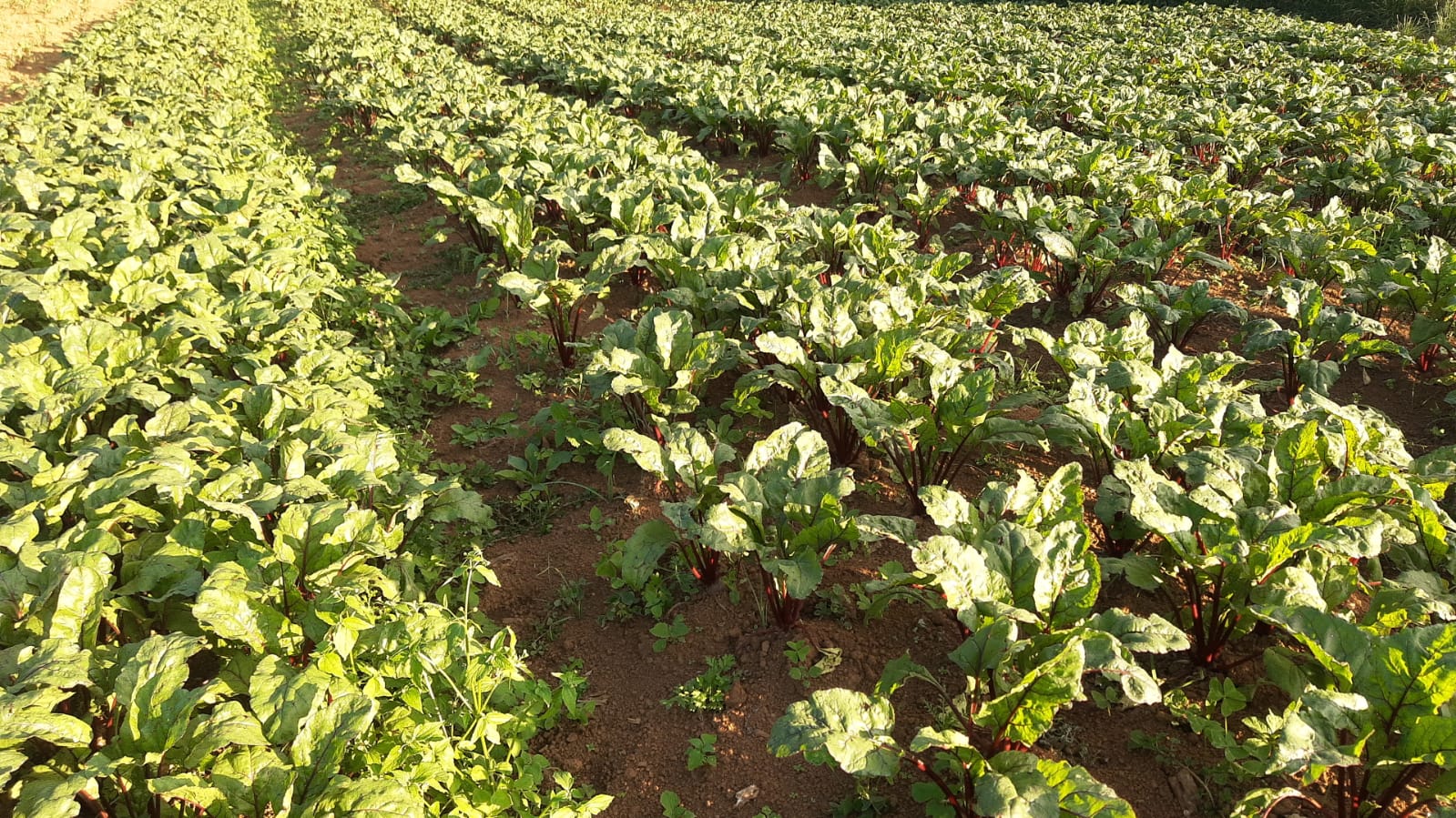 Adaptação de cultivos de beterraba nos Campos Gerais.